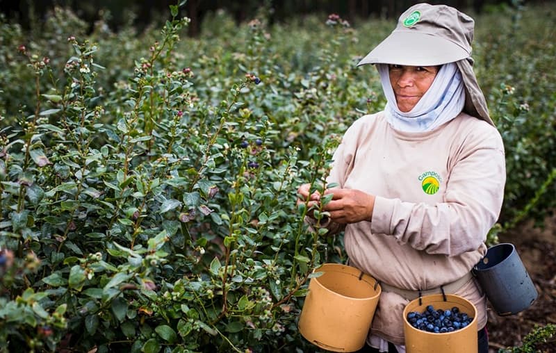 images/1697011004856Aguacates peruanos, arándanos y anomalías climáticas de El Niño afectan importación y exportación de frutas.jpg